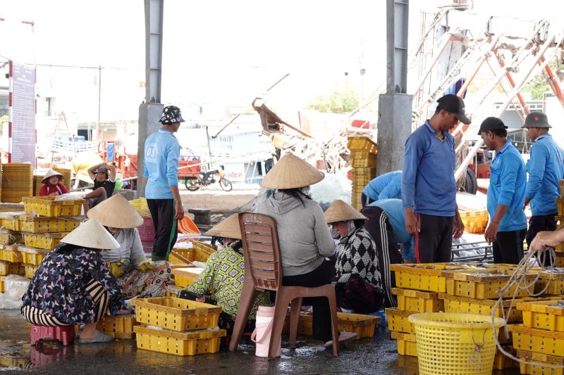 Nhịp sống ở cảng cá Trần Đề: Người bốc xếp, vá lưới tất bật theo mùa cá - Ảnh 3.