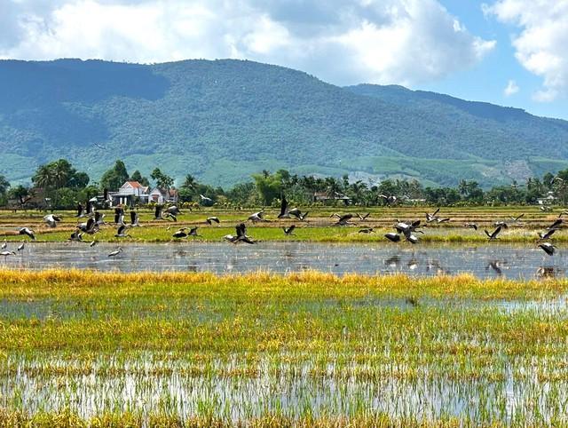 Cảnh tượng hiếm gặp: Cò nhạn sách Đỏ kéo đàn về cánh đồng Đắk Lắk- Ảnh 2. Cảnh tượng hiếm gặp: Cò nhạn sách Đỏ kéo đàn về cánh đồng Đắk Lắk- Ảnh 2.