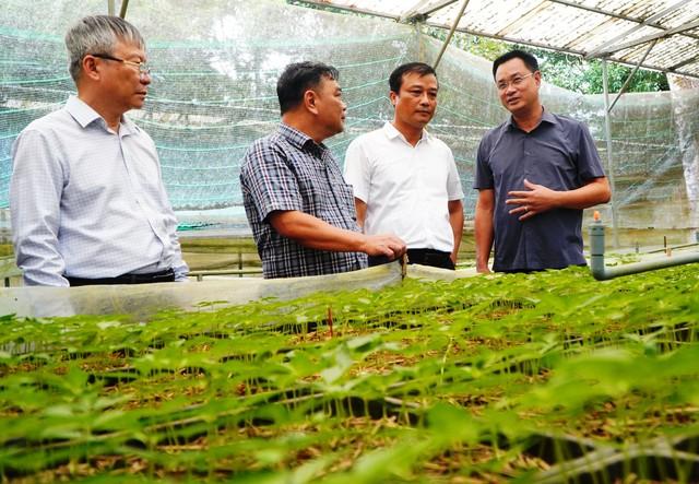 THACO bắt tay Đà Nẵng phát triển vùng sâm Ngọc Linh 8.000 ha- Ảnh 2. THACO bắt tay Đà Nẵng phát triển vùng sâm Ngọc Linh 8.000 ha- Ảnh 2.