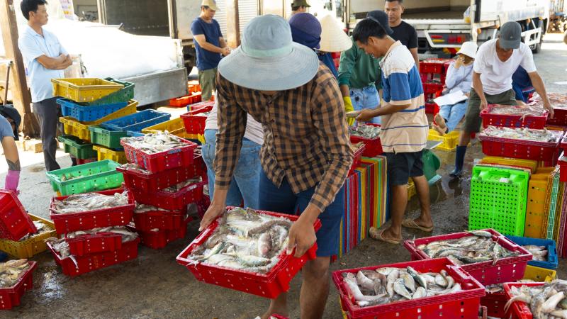 Ngư dân Vĩnh Long ra khơi mùa biển nông, thuyền về đầy ắp hải sản- Ảnh 11.
