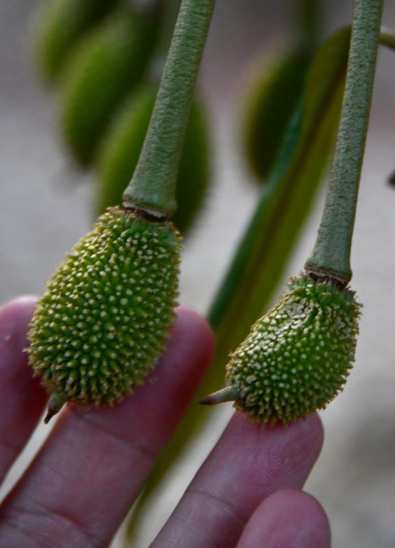 Tô phấn cho sầu riêng - Ảnh 6.