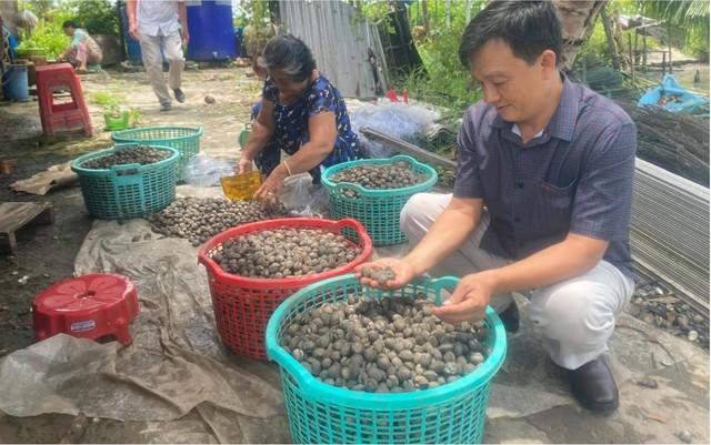 Làm giàu từ nuôi sò huyết dưới tán rừng ở An Giang- Ảnh 7.