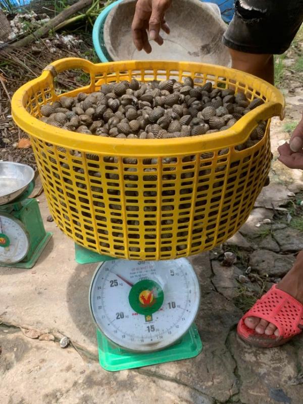 Làm giàu từ nuôi sò huyết dưới tán rừng ở An Giang- Ảnh 8.