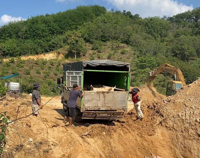 Lâm Đồng khẩn cấp tiêu hủy gần 10.000 con heo do dịch tả heo châu Phi- Ảnh 1.