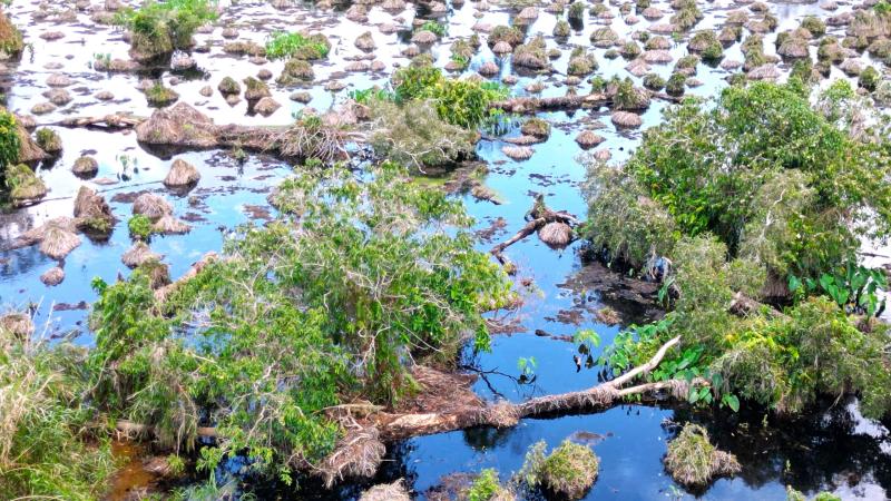 Gần 860 ha rừng tại U Minh Hạ suy thoái, suy kiệt chưa rõ nguyên nhân- Ảnh 6. Gần 860 ha rừng tại U Minh Hạ suy thoái, suy kiệt chưa rõ nguyên nhân- Ảnh 6.
