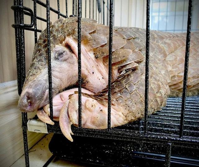 Tê tê bị nhồi nhét thức ăn để tăng trọng lượng: Dân mạng xót thương - Ảnh 1.