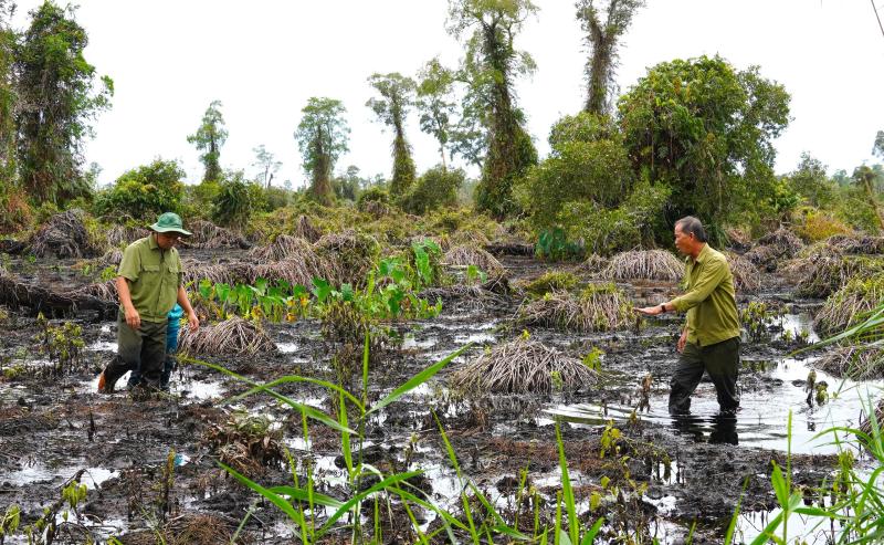Gần 860 ha rừng tại U Minh Hạ suy thoái, suy kiệt chưa rõ nguyên nhân- Ảnh 8. Gần 860 ha rừng tại U Minh Hạ suy thoái, suy kiệt chưa rõ nguyên nhân- Ảnh 8.
