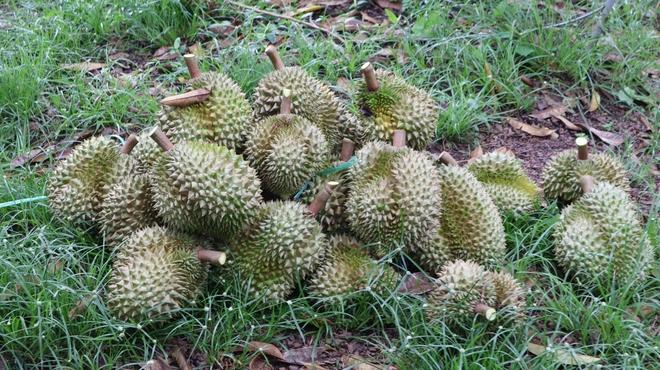 Thợ 'gõ' sầu riêng - Ảnh 14.