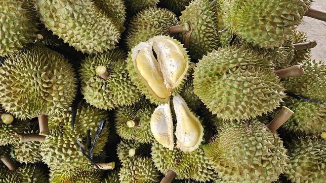 Thợ 'gõ' sầu riêng - Ảnh 19.
